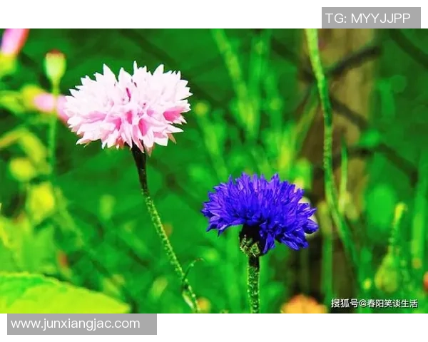 绝地重生!维拉五轮不胜后的九轮八胜,创造属于他们的奇迹!